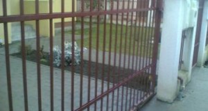 Klub Metalia: Porti autoportante in Timisoara