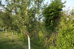 camin batrani