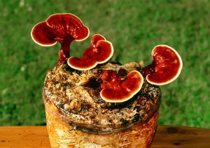 CIUPERCI MEDICINALE