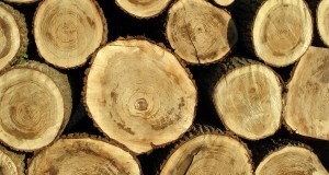 Top 5 solutii tratare lemn de la Rom Tech Grup