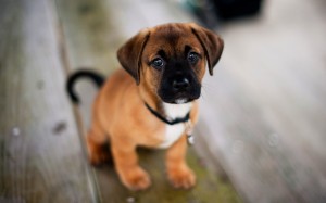 AnimalulFericit.ro. Top 5 custi transport caini