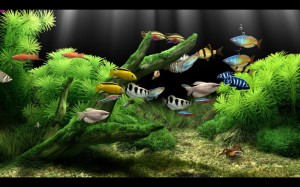 Cum alegi acvarii pesti