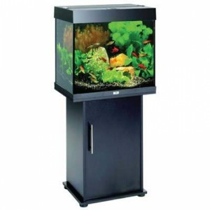 Cum alegi acvarii pesti