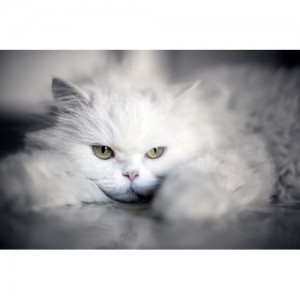 Tablouri luminoase, cadoul ideal pentru iubitorii de frumos