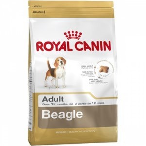 beagle-500x500