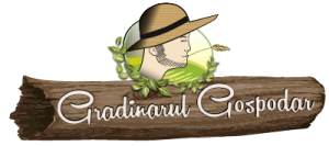 gradina-viitorului-1421841797