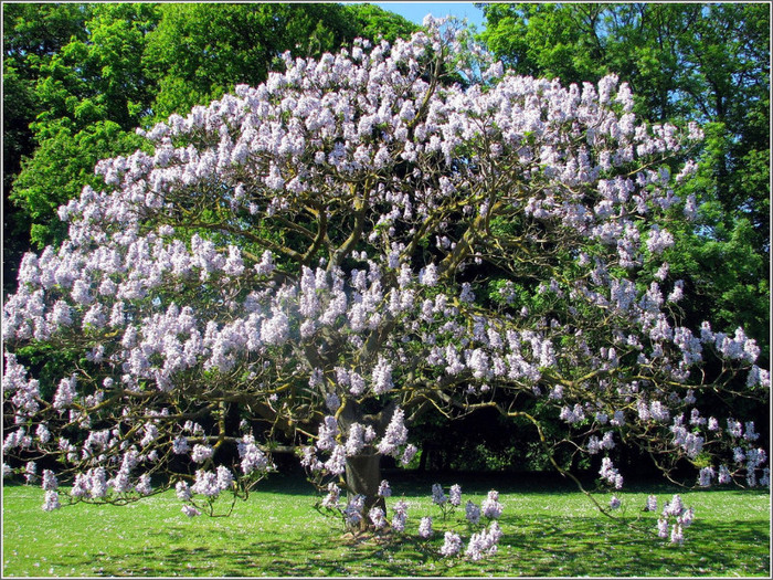Paulownia, varietatea Tomentosa x Fortunei