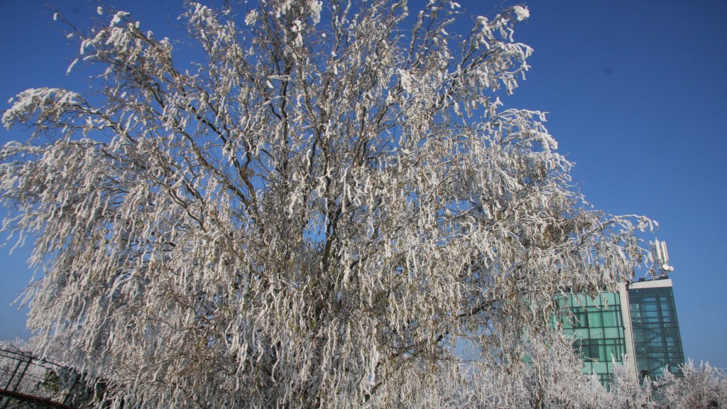 camine de batrani private