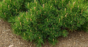 Pepiniera plante ornamentale Pinus va ofera o solutie completa pentru o gradina perfecta