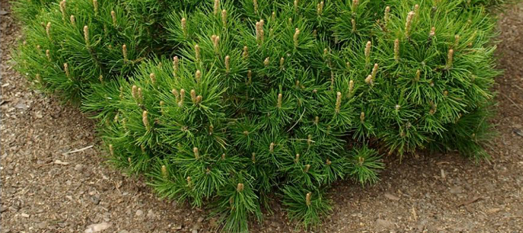 pepiniera plante ornamentale