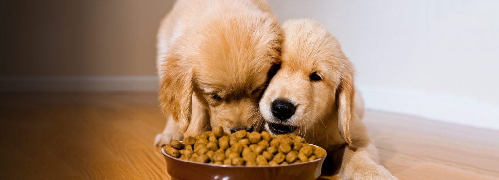 hrana uscata caini
