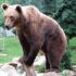 Loc special pentru îngrijirea urșilor la Brașov