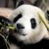 Primii pui de panda la Grădina Zoologică din Berlin