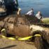 Un scafandru a descoperit la fundul râului Volga, într-o mașină, corpurile neînsuflețite a unui cuplu dispărut în urmă cu 12 ani