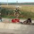 Povestea unui câine care stă de mult timp lângă locul unde a decedat stăpânul lui